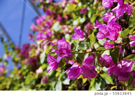 太海フラワーセンタ−08 55613645