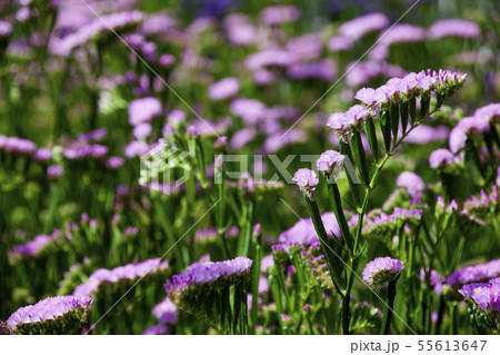 太海フラワーセンタ−10 55613647