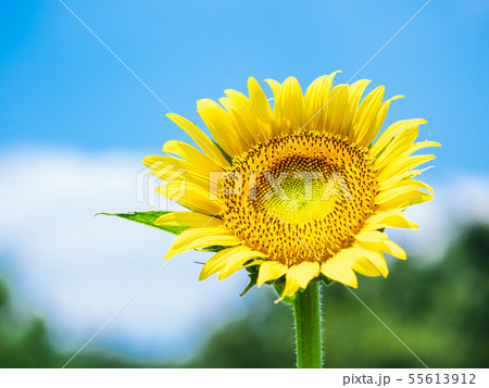 ひまわりと夏空 ひまわりと夏空 55613912