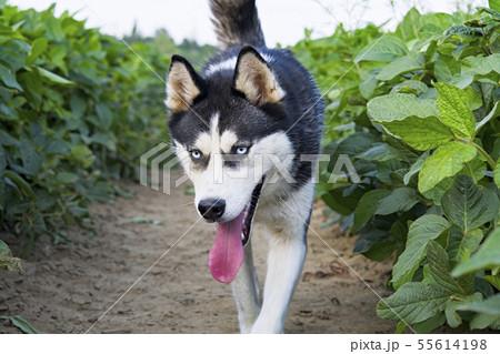 husky in the soy field husky in the soy field 55614198