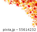 紅葉　もみじ　葉　背景  55614232