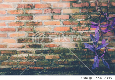 Green mos on the wall Natural background 55617345