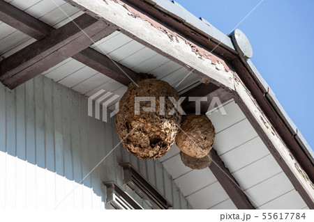 スズメバチの巣 55617784