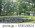 夏の広場の風景 55619824