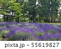 夏の広場の風景 55619827