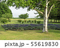 夏の広場の風景 55619830