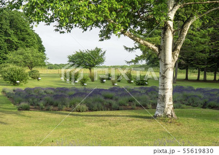 夏の広場の風景 55619830