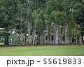 夏の広場の風景 55619833