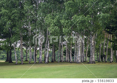 夏の広場の風景 55619833