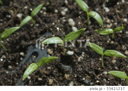 葉 木の葉 植物 55621237