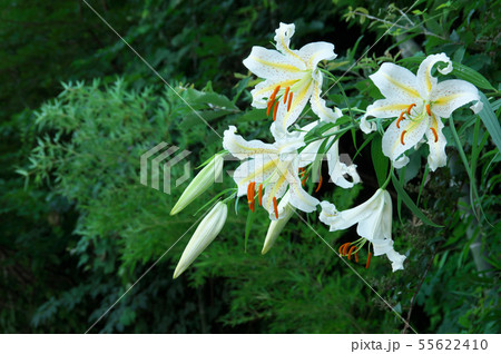 山百合 55622410