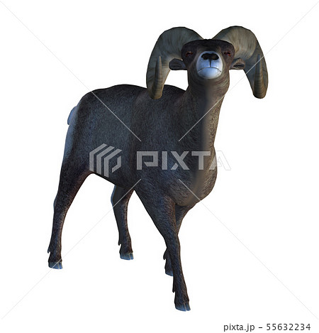 Horn Sheep Horn Sheep 55632234