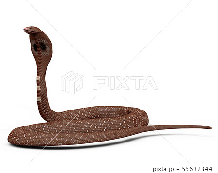 Cobra Snakeのイラスト素材