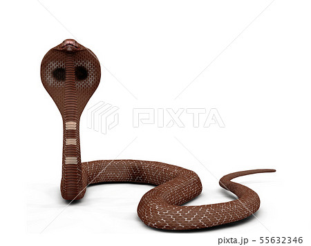 Cobra Snakeのイラスト素材