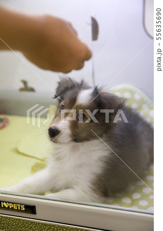 ペットショップでシェルティー子犬と遊ぶ子供手元 55635690