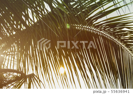 Bottom view leaves of coconut palm tree Bottom view leaves of coconut palm tree 55636941