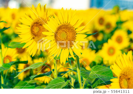 一面のひまわり畑 長野県 の写真素材
