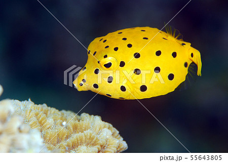 ミナミハコフグ  幼魚 55643805