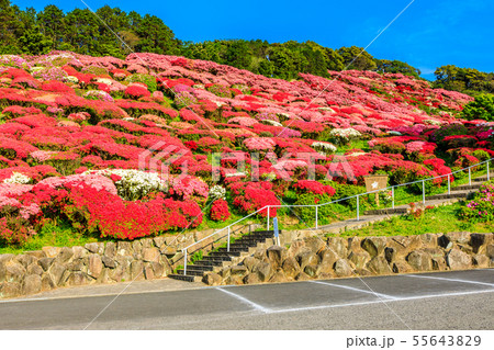 長串山公園つつじまつり　【長崎県佐世保市鹿町町】 55643829
