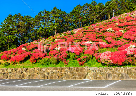 長串山公園つつじまつり　【長崎県佐世保市鹿町町】 55643835