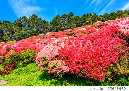 長串山公園つつじまつり 【長崎県佐世保市鹿町町】 長串山公園つつじまつり 【長崎県佐世保市鹿町町】 55643970