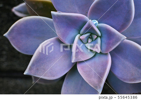 グラプトペタルムと雨雫 55645386