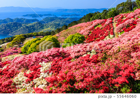長串山公園つつじまつり 九十九島を望む 【長崎県佐世保市鹿町町】 長串山公園つつじまつり 九十九島を望む 【長崎県佐世保市鹿町町】 55646060