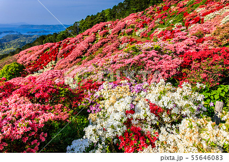 長串山公園つつじまつり 九十九島を望む 長崎県佐世保市鹿町町 の写真素材