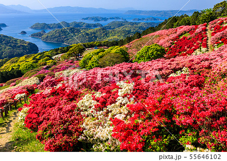 長串山公園つつじまつり 九十九島を望む 【長崎県佐世保市鹿町町】 長串山公園つつじまつり 九十九島を望む 【長崎県佐世保市鹿町町】 55646102