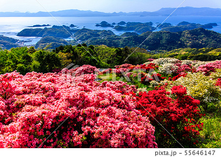 長串山公園つつじまつり　九十九島を望む　【長崎県佐世保市鹿町町】 55646147