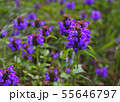 ウツボグサ 55646797