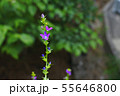キキョウソウ 55646800