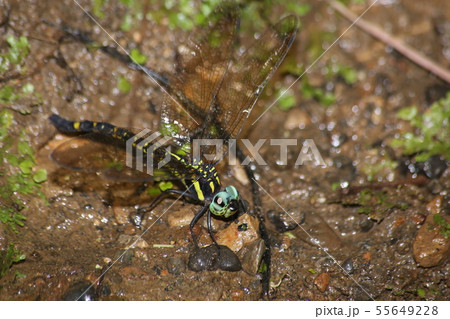 ヤブヤンマ ヤブヤンマ 55649228