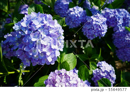 あじさい あじさい 55649577