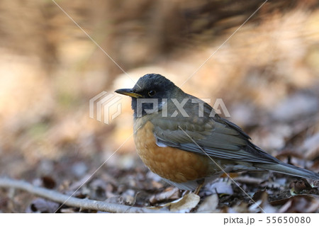 オオアカハラ オオアカハラ 55650080