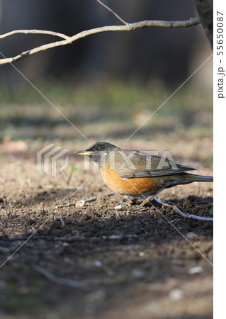 オオアカハラ オオアカハラ 55650087