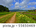 夏の里山の道 55650469