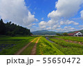 夏の里山の道 55650472