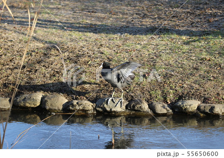 羽を広げるオオバン 羽を広げるオオバン 55650600