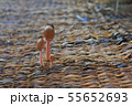 筵に生えたクヌギタケ属 55652693