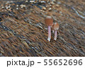 筵に生えたクヌギタケ属 55652696