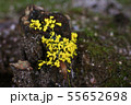 黄色い粘菌 55652698