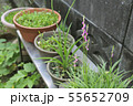 ねじ花 55652709