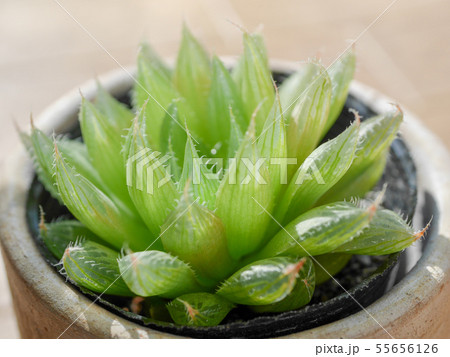 ハオルチアの鉢植え01 55656126