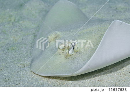 ヤッコエイ 55657628