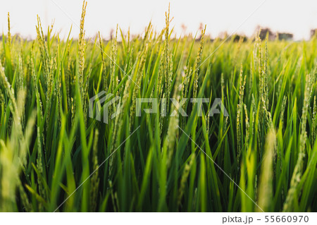 Beside the rice fields 55660970