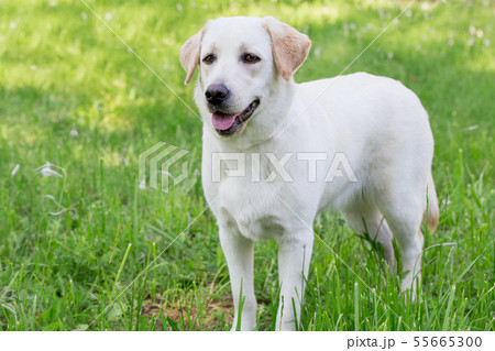Labrador retriever puppy standing on a green grass Labrador retriever puppy standing on a green grass 55665300
