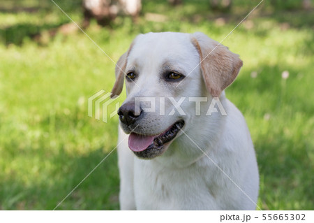 Labrador retriever puppy standing on a green grass Labrador retriever puppy standing on a green grass 55665302