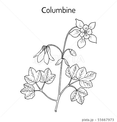 Columbine aquilegia vulgaris , or granny s bonnet, medicinal plant Columbine aquilegia vulgaris , or granny s bonnet, medicinal plant 55667973
