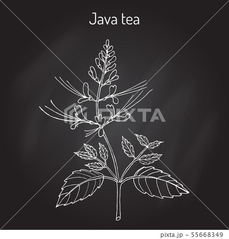 Java tea Orthosiphon stamineus , medicinal plant 55668349